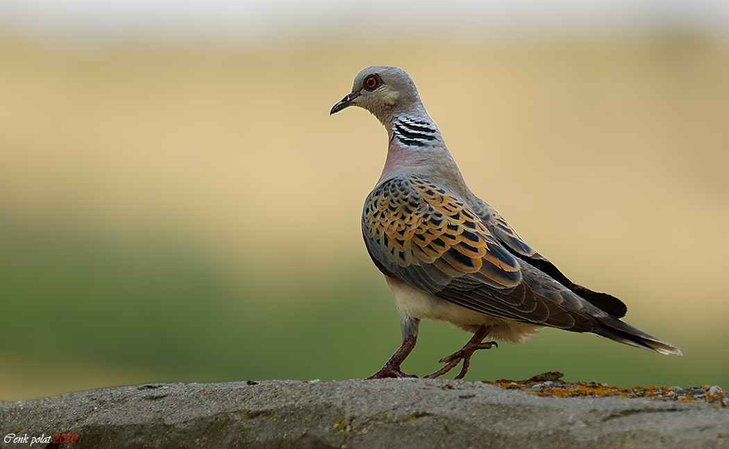European Turtle-Dove